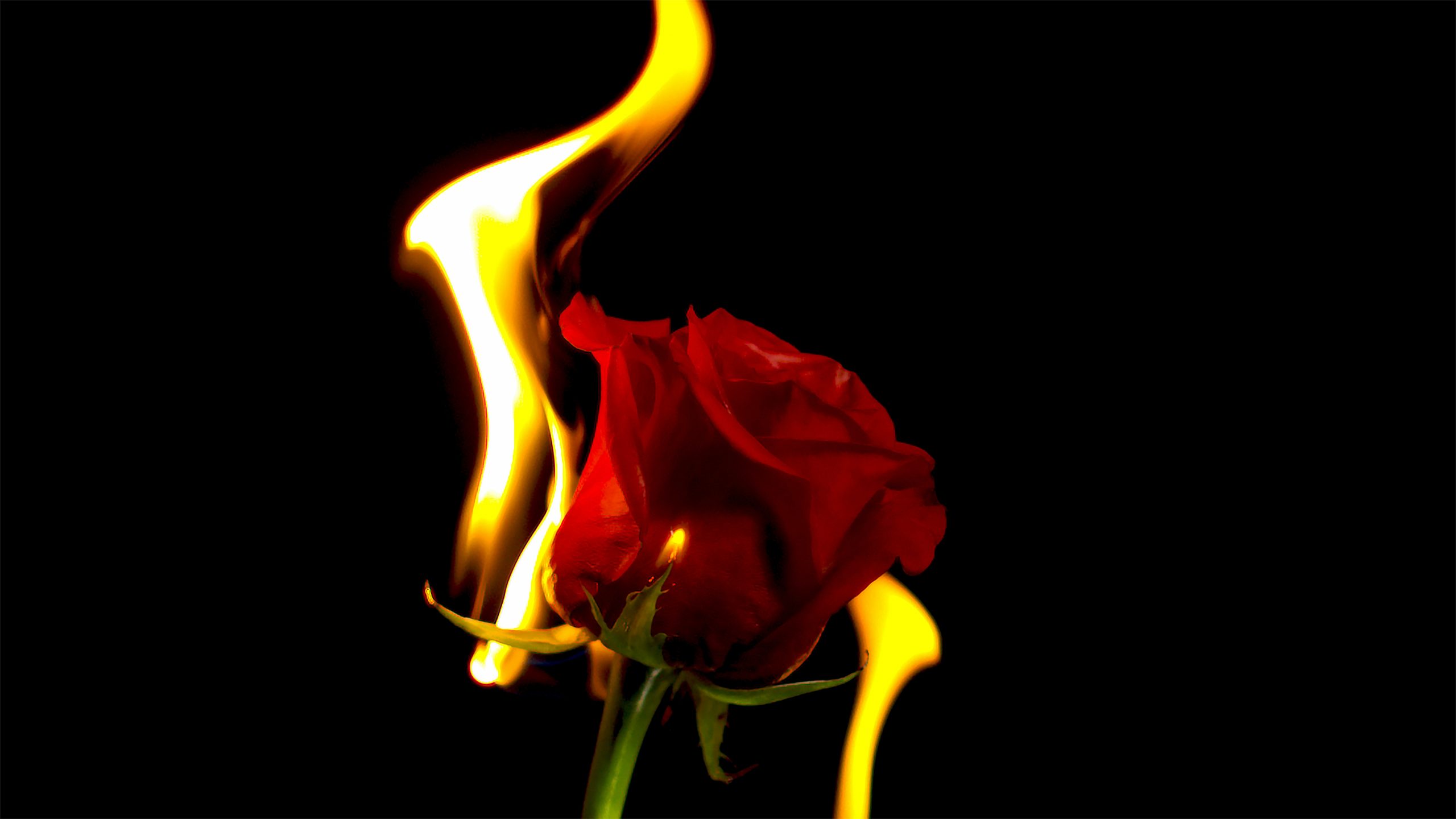 Featured image for “The Long, Enduring Flame Called Love”